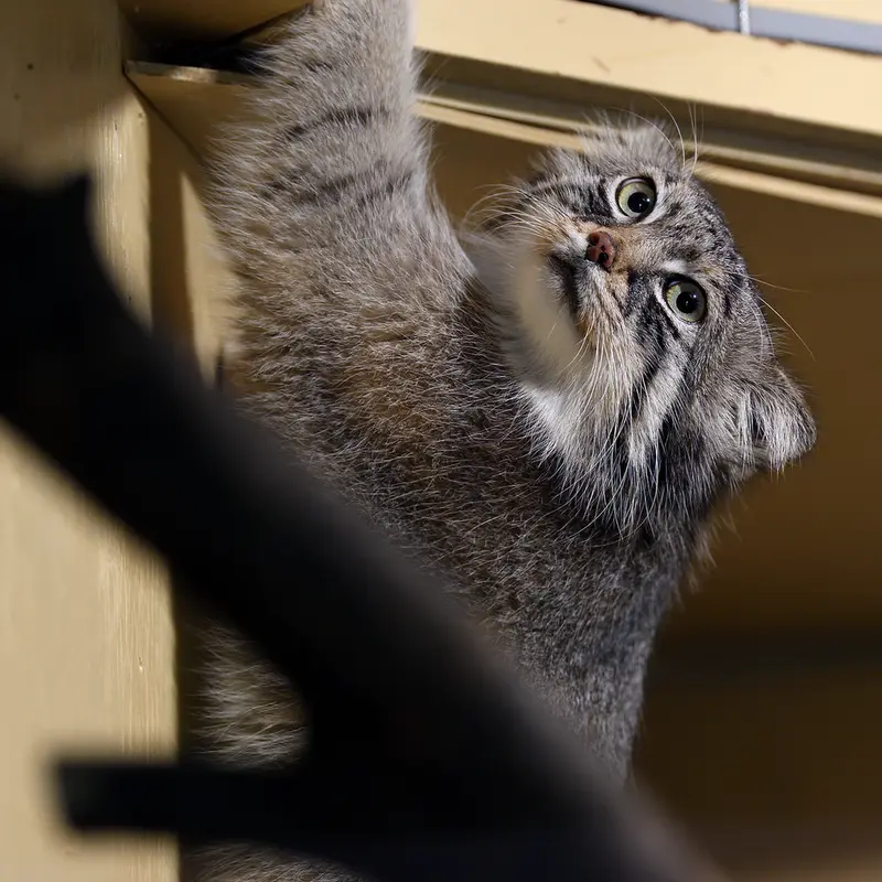 A photograph of Lotos in Saitama Children&#039;s Zoo