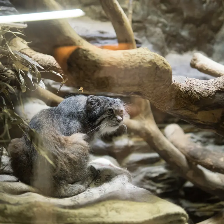 A photograph of Klyon in Ueno Zoological Gardens