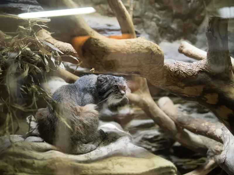 A photograph of Klyon in Ueno Zoological Gardens