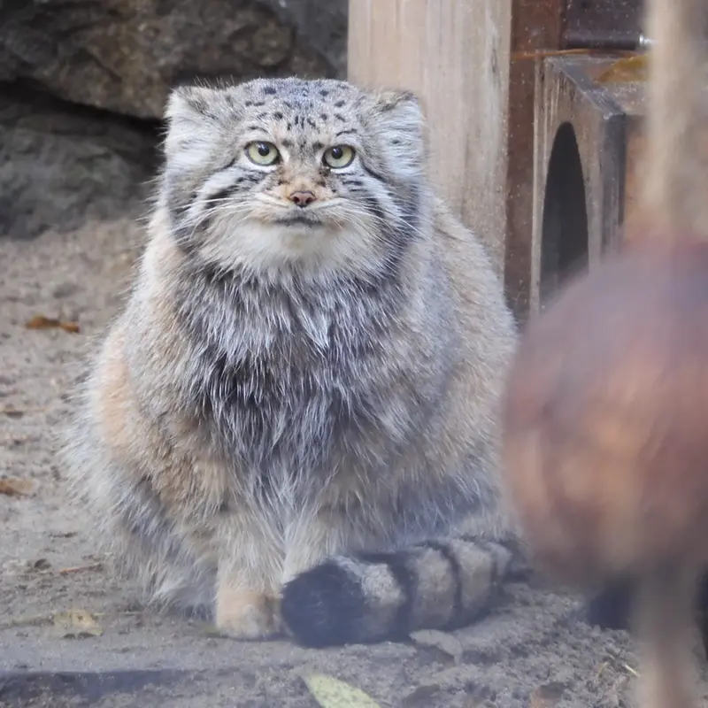A photograph of Eve in Novosibirsk Zoo