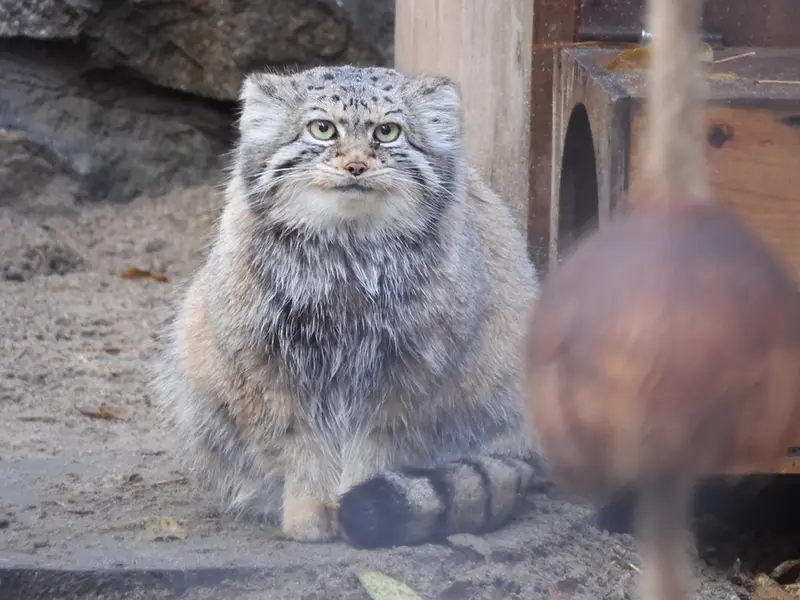 A photograph of Eve in Novosibirsk Zoo