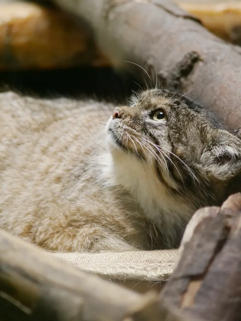 A photograph of Primula in Ueno Zoological Gardens