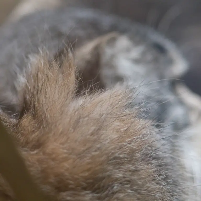 A photograph of Klyon in Ueno Zoological Gardens