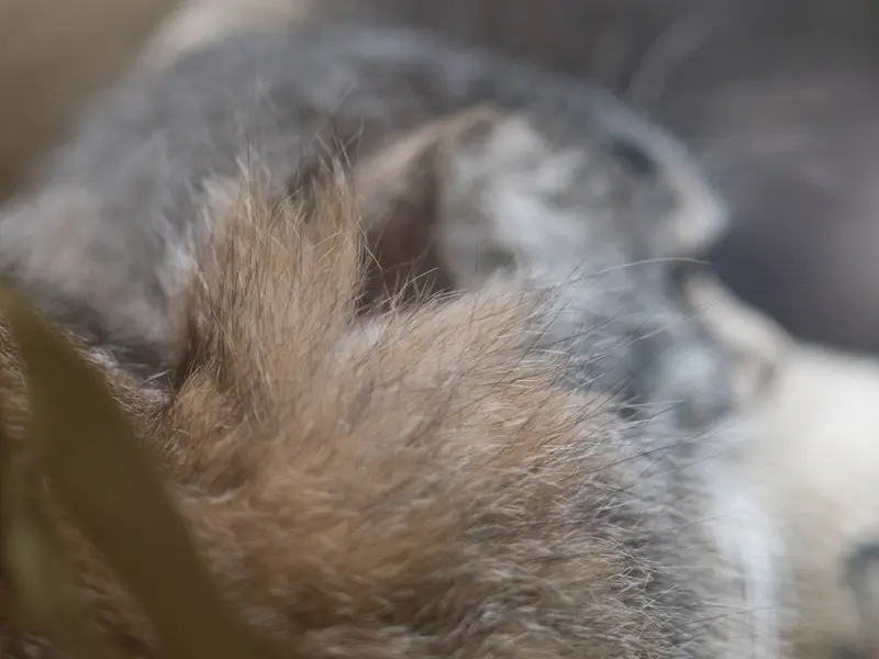 A photograph of Klyon in Ueno Zoological Gardens