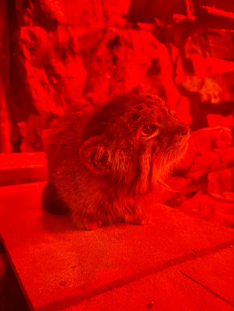 A photograph of Naim in Ueno Zoological Gardens