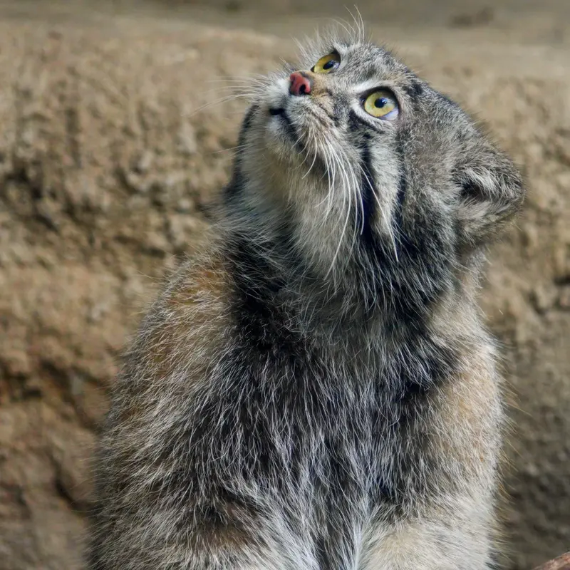 A photograph of Nar in Kobe Animal Kingdom