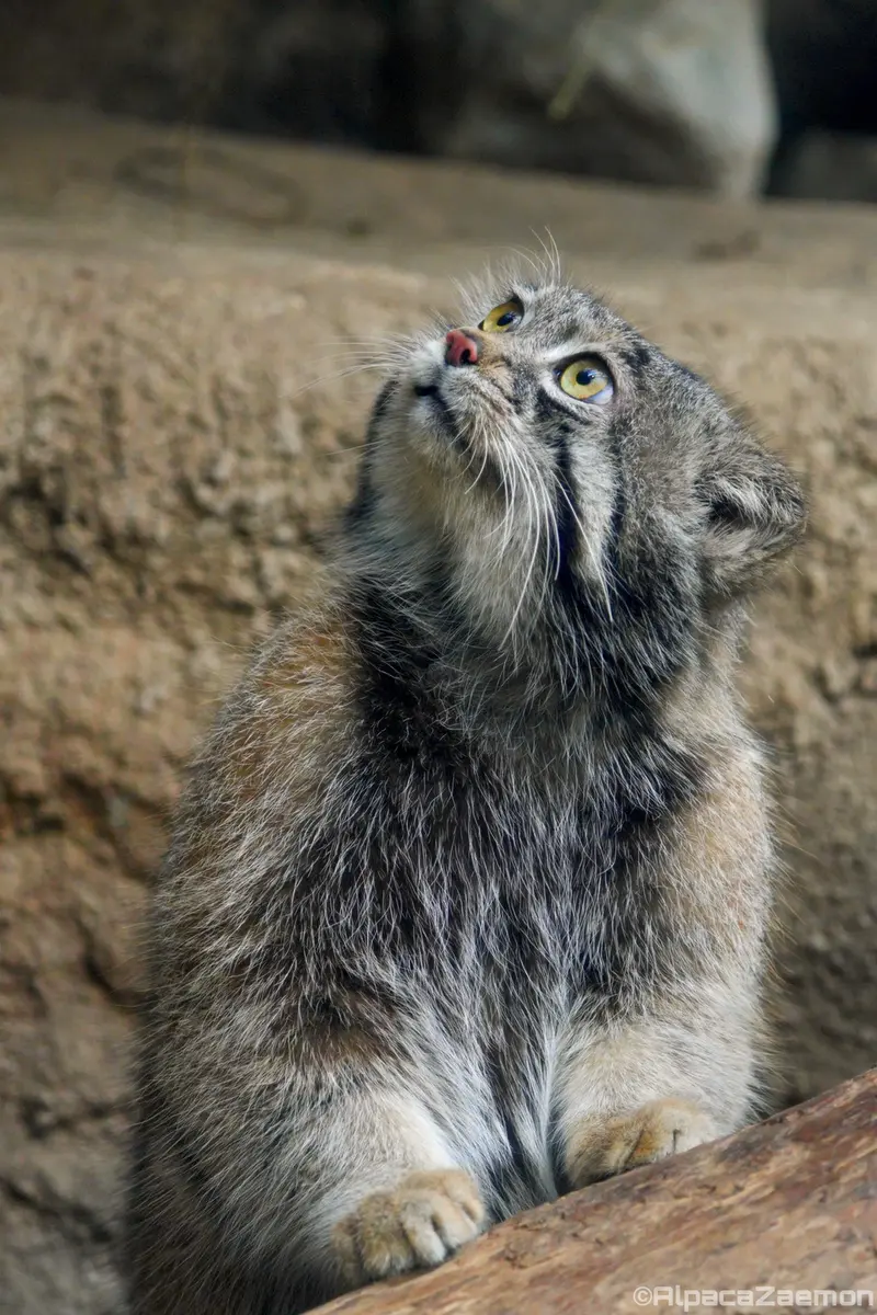 A photograph of Nar in Kobe Animal Kingdom