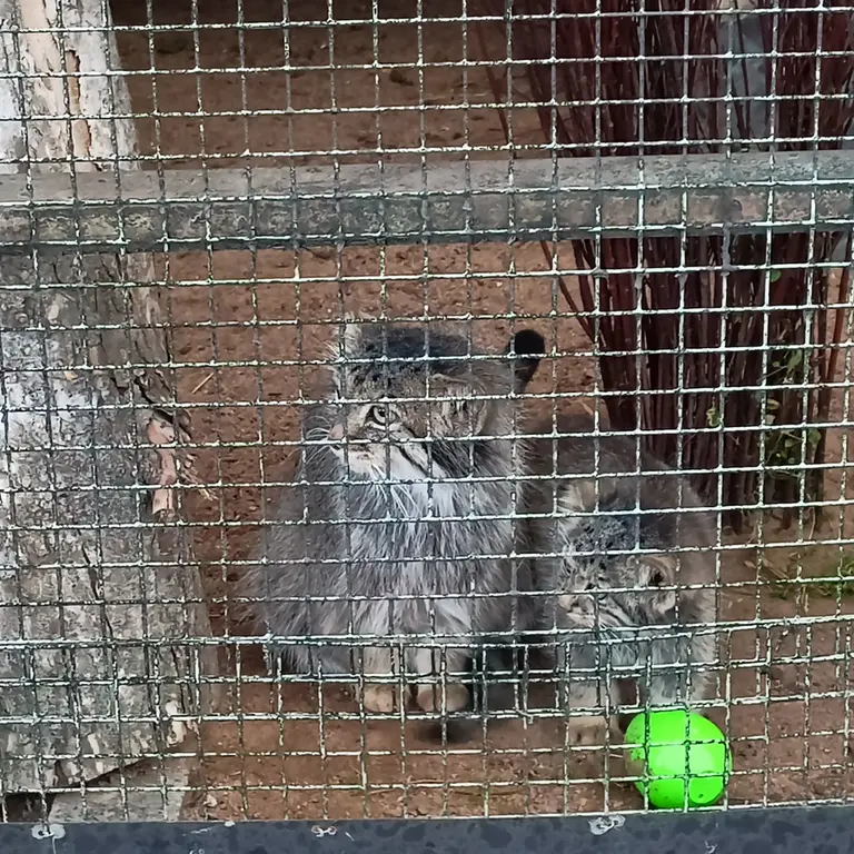 A photograph of Pepe in Leningrad zoo