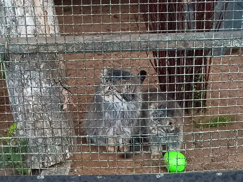 A photograph of Pepe in Leningrad zoo