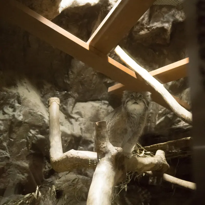 A photograph of Klyon in Ueno Zoological Gardens