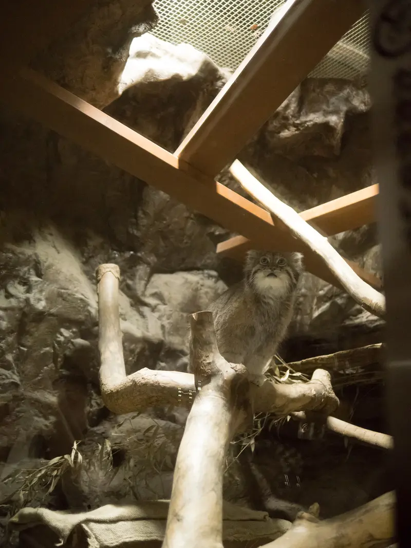 A photograph of Klyon in Ueno Zoological Gardens