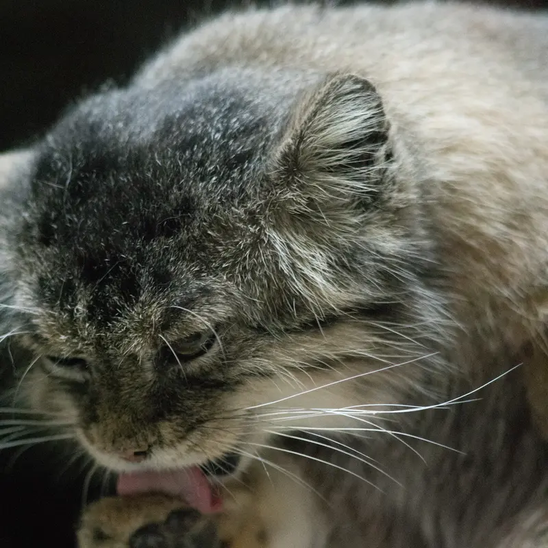 A photograph of Primula in Ueno Zoological Gardens