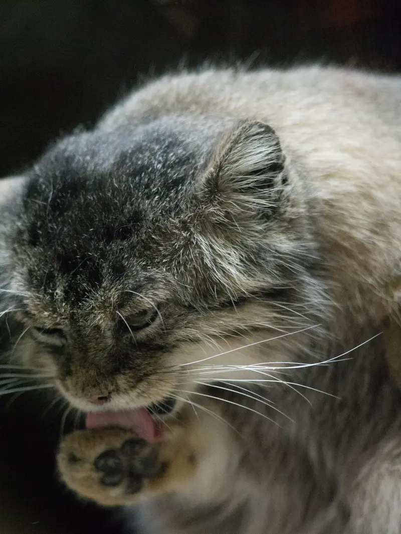 A photograph of Primula in Ueno Zoological Gardens