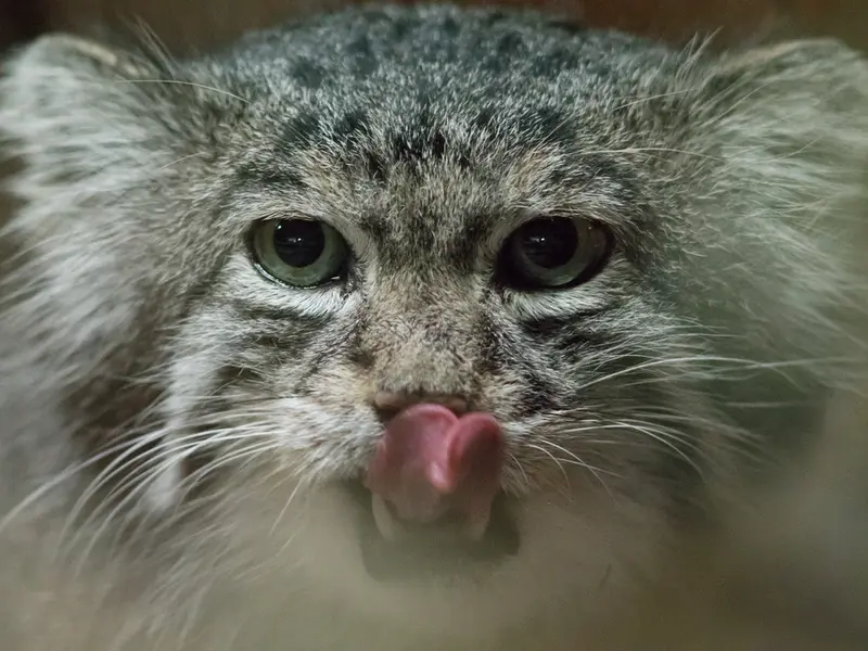 A photograph of Klyon in Ueno Zoological Gardens