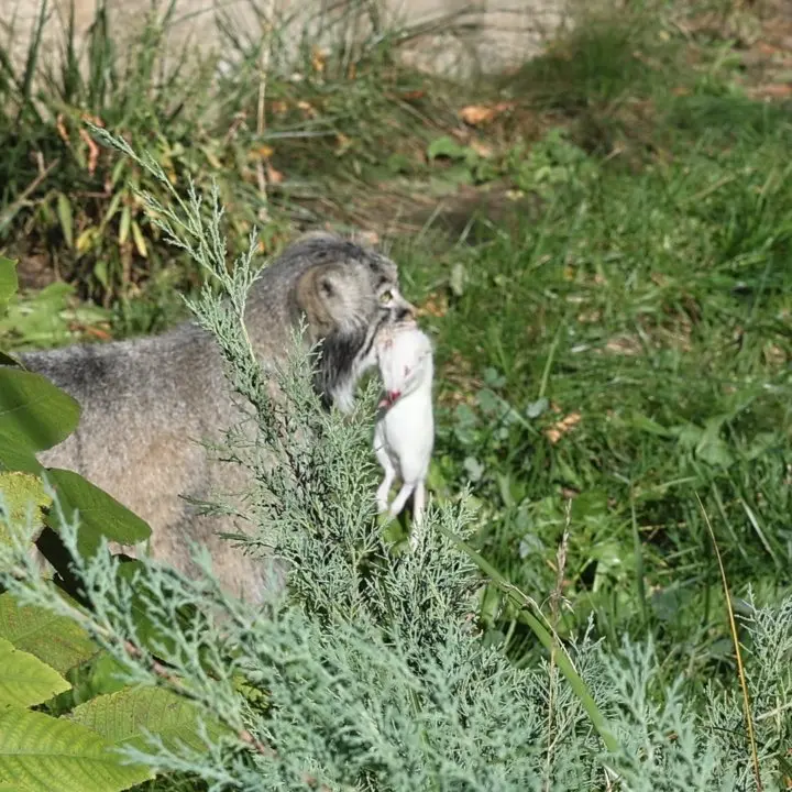 A photograph of a Pallas's cat in Moscow zoo