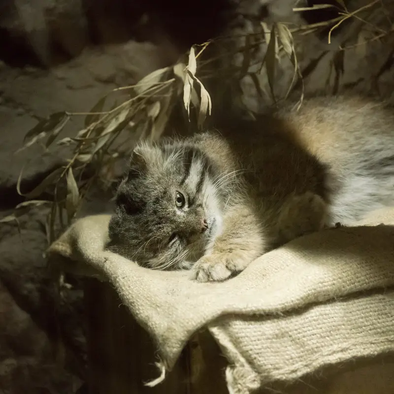 A photograph of Klyon in Ueno Zoological Gardens