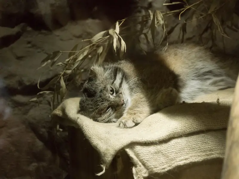 A photograph of Klyon in Ueno Zoological Gardens