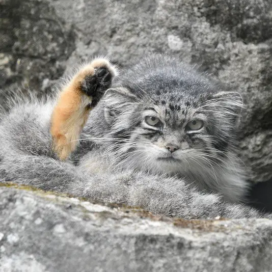 A photograph of Jochi in Howletts Wild Animal Park