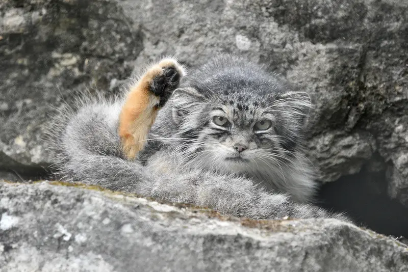 A photograph of Jochi in Howletts Wild Animal Park