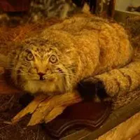 A photograph of a Pallas's cat