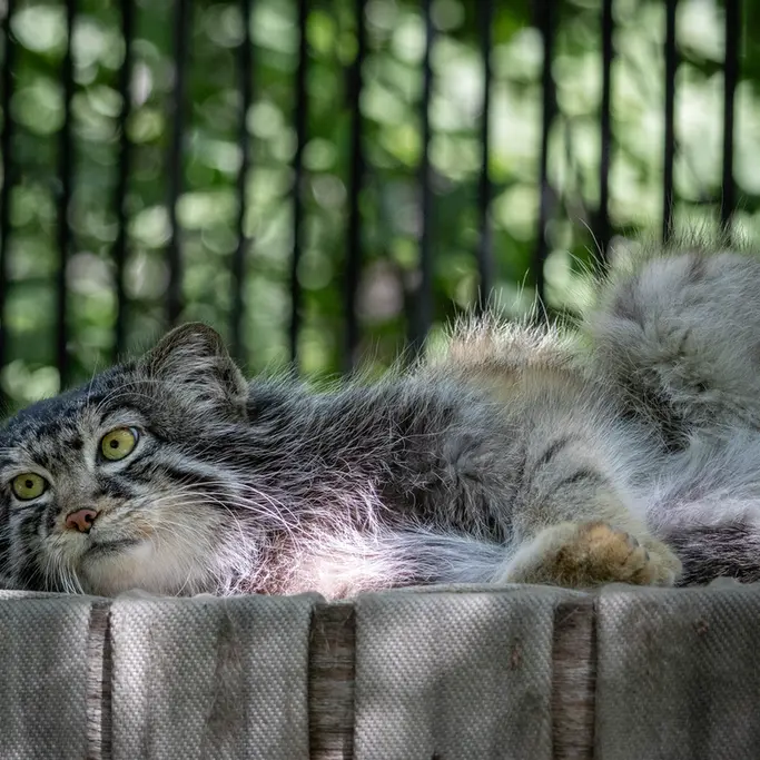 A photograph of Sylvester in Novosibirsk Zoo