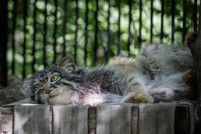 A photograph of Sylvester in Novosibirsk Zoo