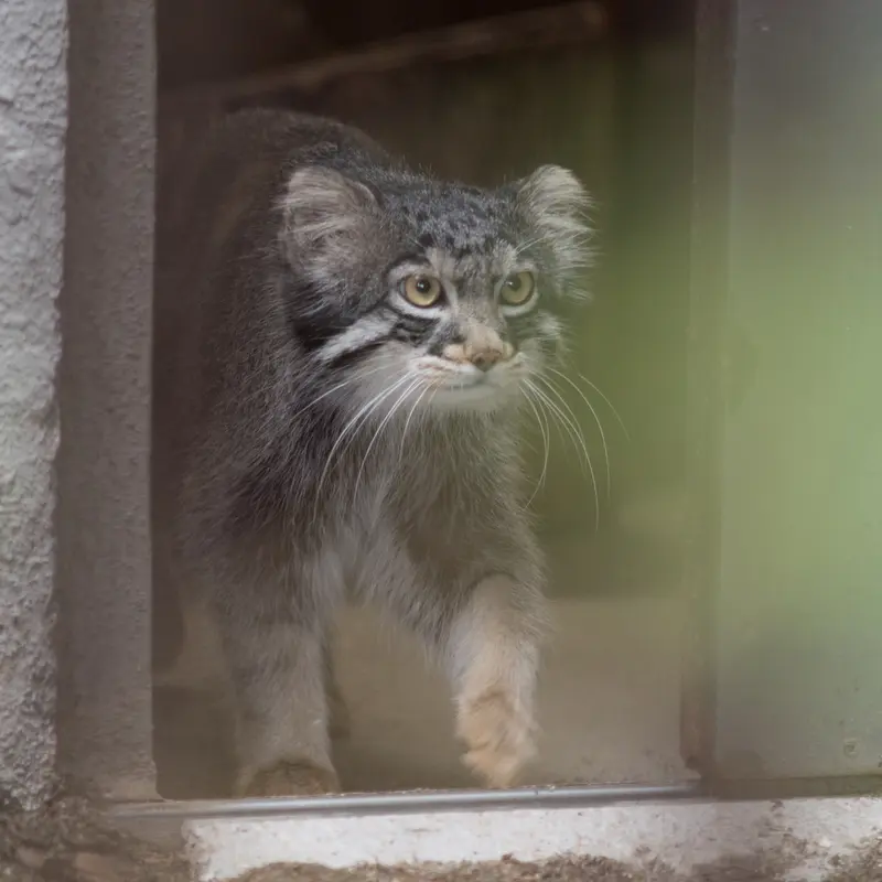 A photograph of Figa in Nogeyama Zoo