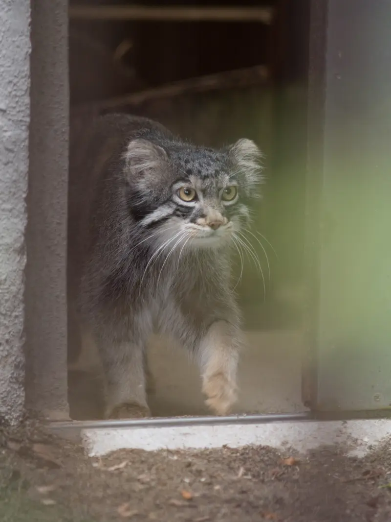 A photograph of Figa in Nogeyama Zoo