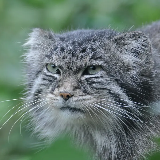 A photograph of a Pallas's cat in Dierenrijk Mierlo
