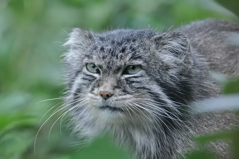 A photograph of a Pallas's cat in Dierenrijk Mierlo