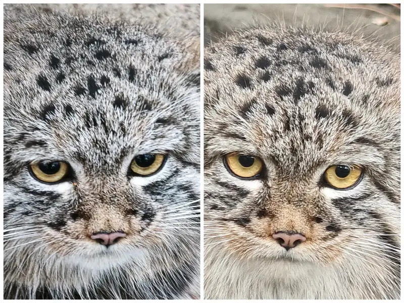 A photograph of a Pallas's cat
