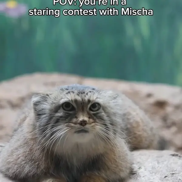 A photograph of a Pallas's cat in Birmingham Zoo