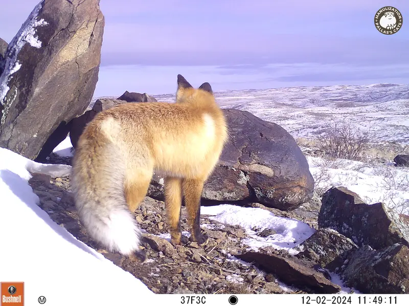 A photograph of Red fox from Koshkar camera trap