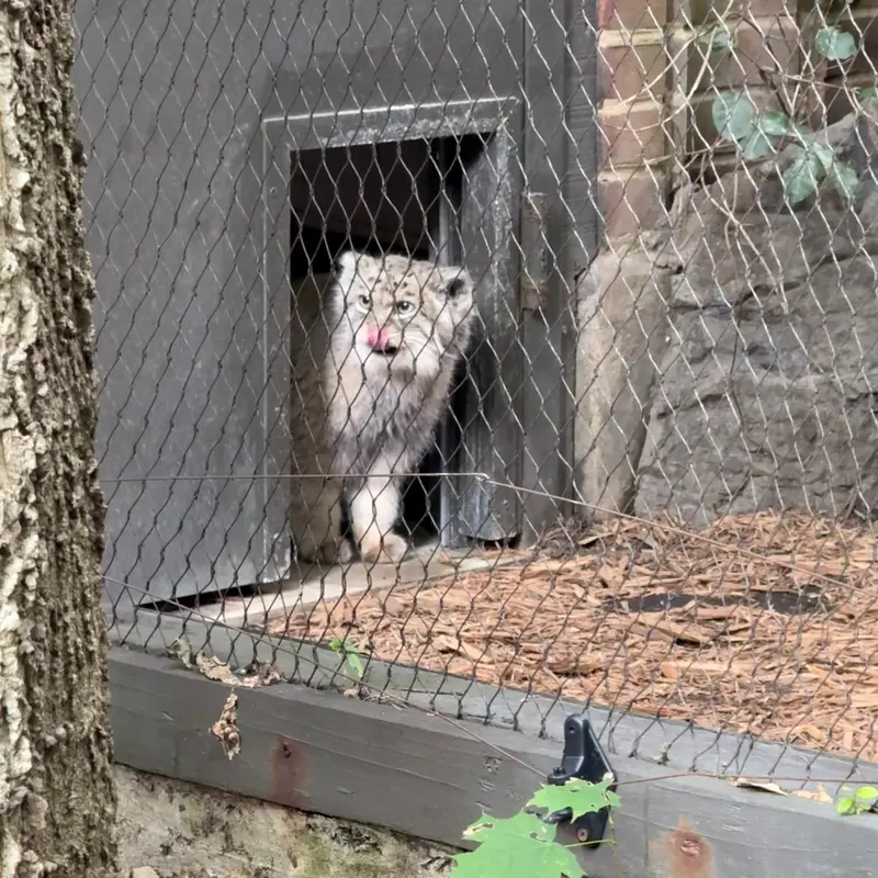 A photograph of Batu in Prospect Park Zoo