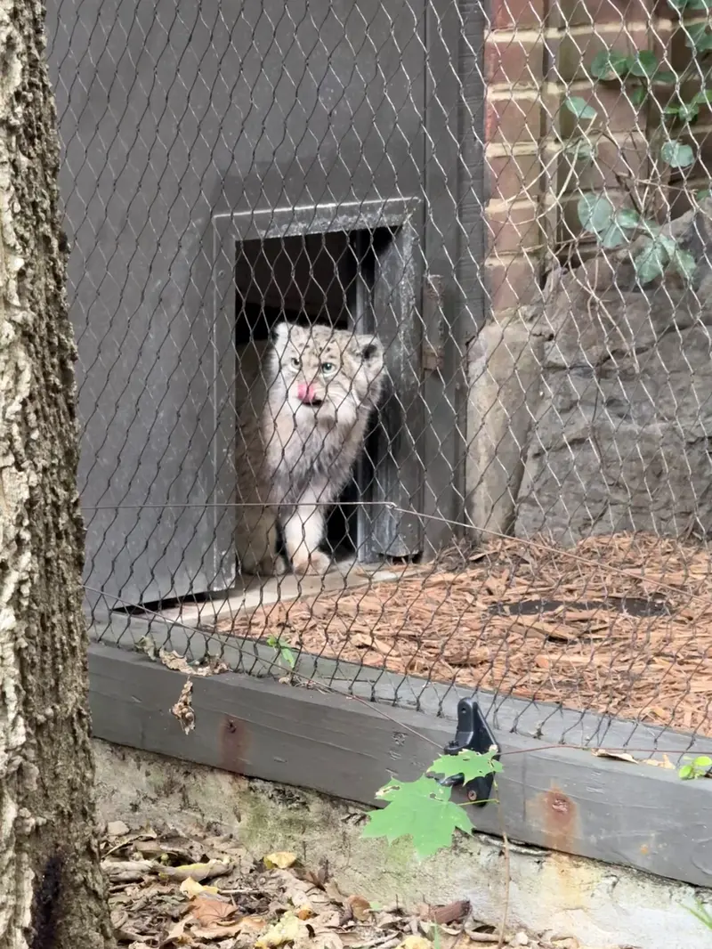 A photograph of Batu in Prospect Park Zoo