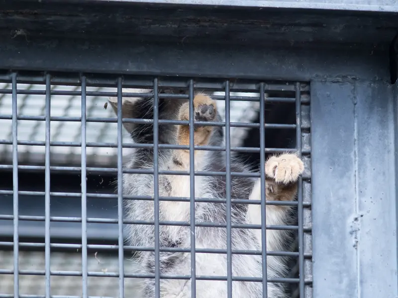 A photograph of Hide in Asahiyama Zoo