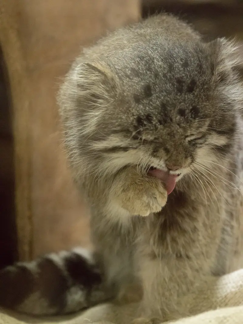 A photograph of Klyon in Ueno Zoological Gardens