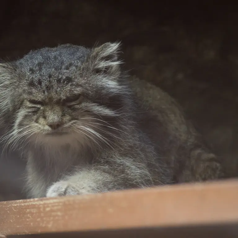 A photograph of Klyon in Ueno Zoological Gardens