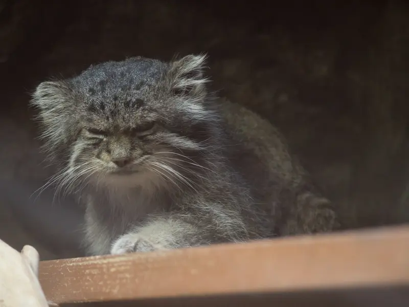 A photograph of Klyon in Ueno Zoological Gardens