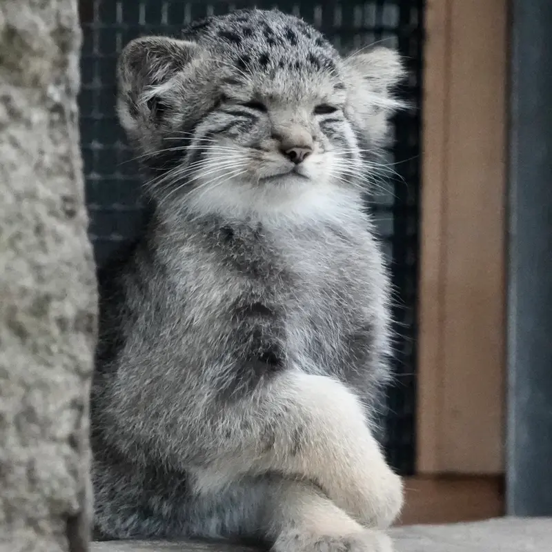 A photograph of San in Kobe Animal Kingdom