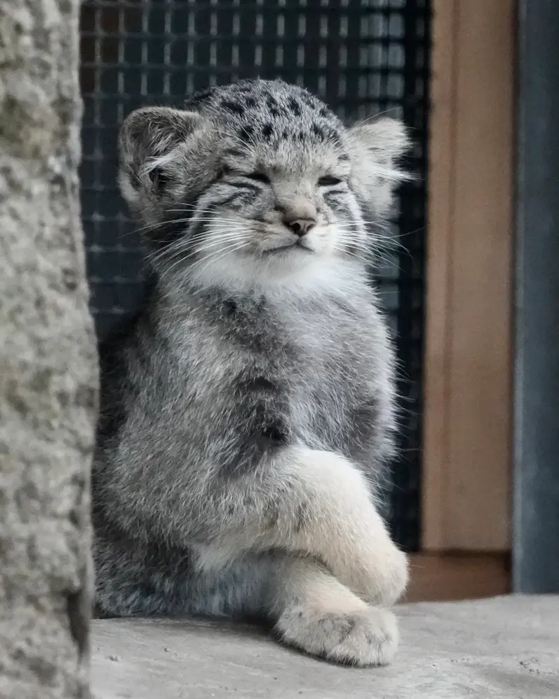 A photograph of San in Kobe Animal Kingdom