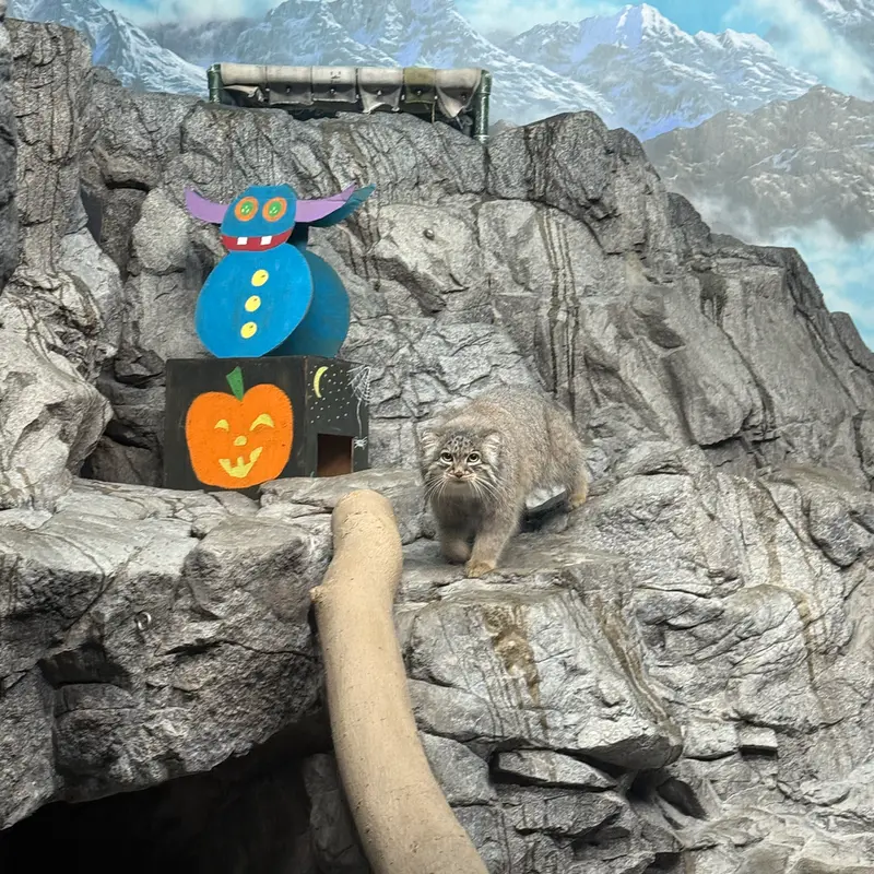 A photograph of Isabel in Cincinnati Zoo