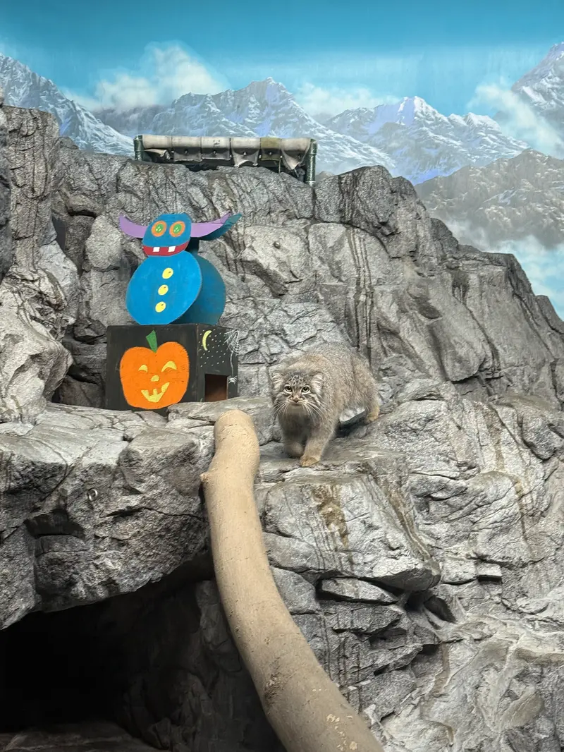 A photograph of Isabel in Cincinnati Zoo