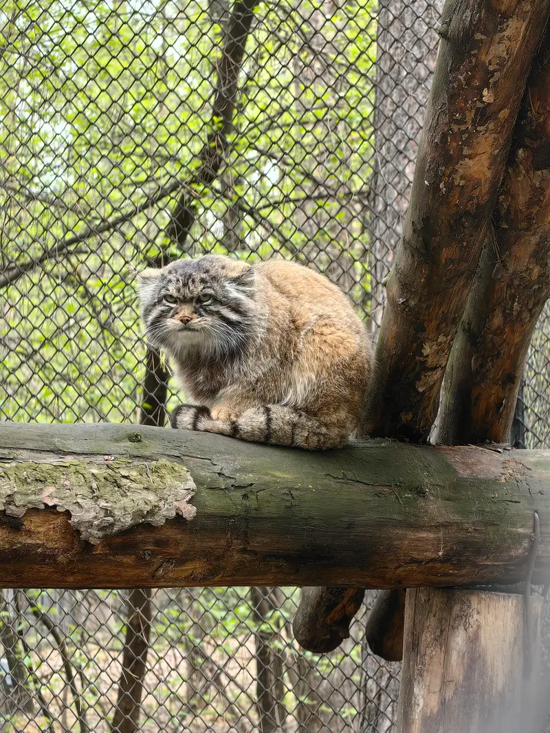 A photograph of George in Novosibirsk Zoo