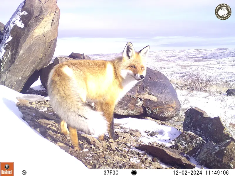A photograph of Red fox from Koshkar camera trap