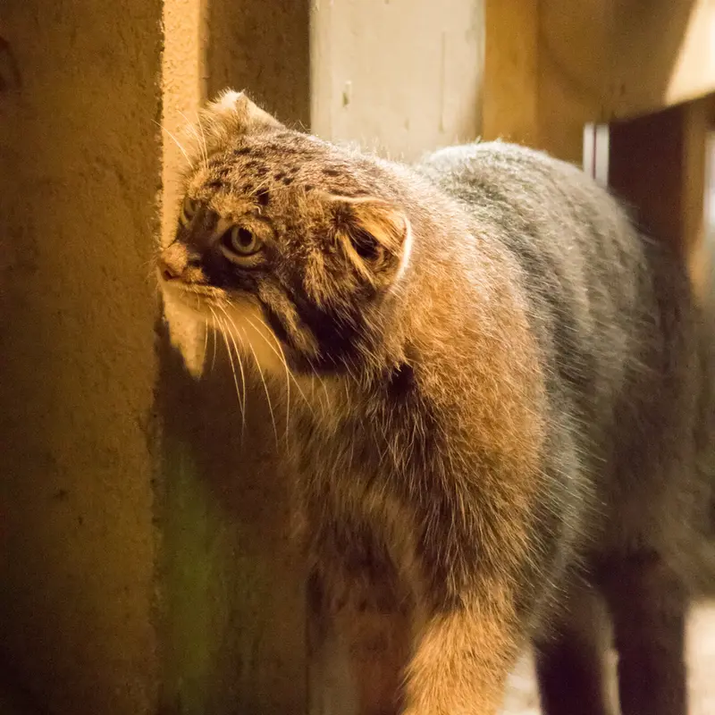 A photograph of Figa in Nogeyama Zoo