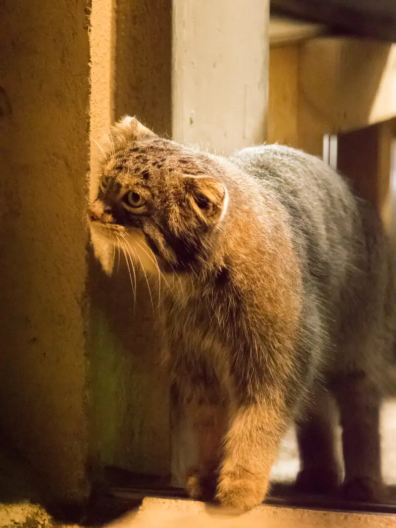 A photograph of Figa in Nogeyama Zoo