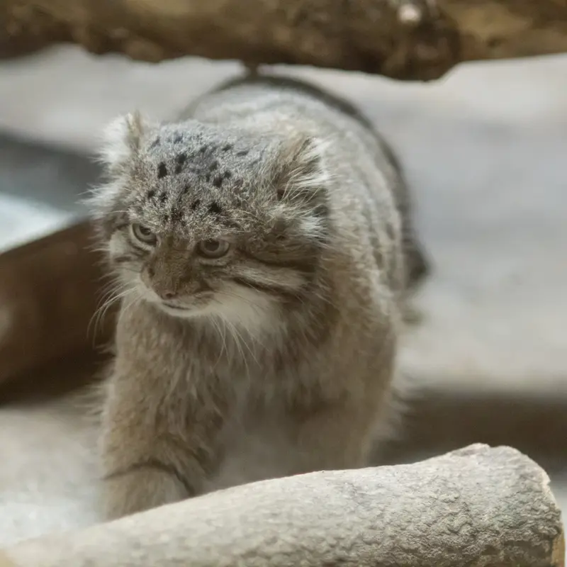A photograph of Klyon in Ueno Zoological Gardens