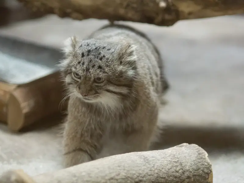 A photograph of Klyon in Ueno Zoological Gardens