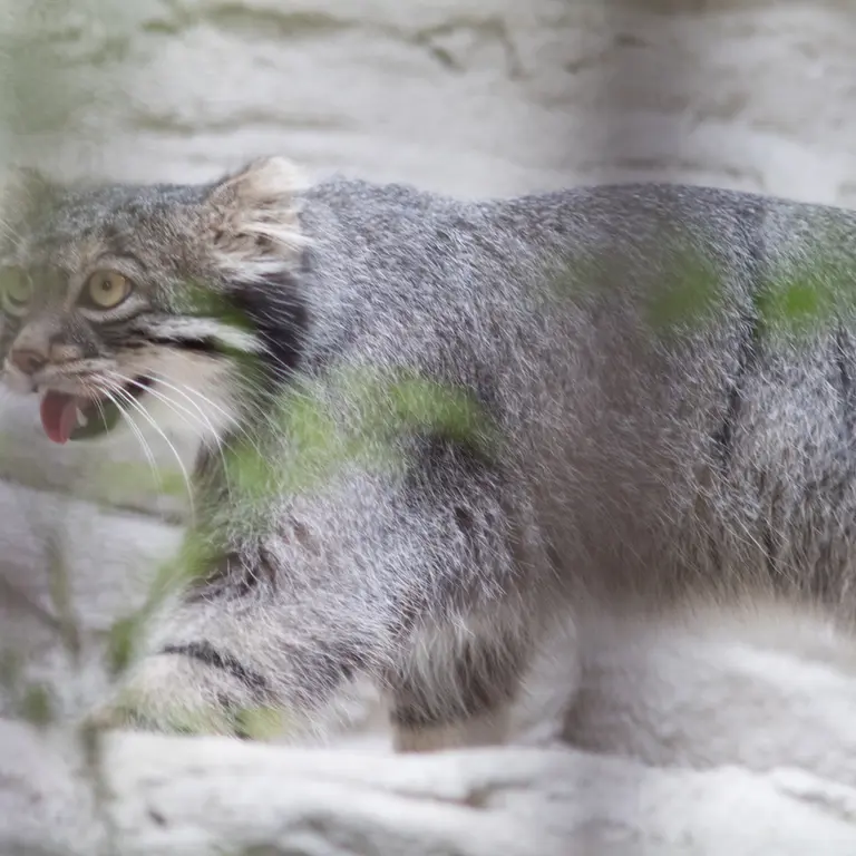 A photograph of Figa in Nogeyama Zoo